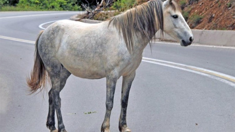  Καβάλα: Άλογο βγήκε… βόλτα στα διόδια της Μουσθένης!