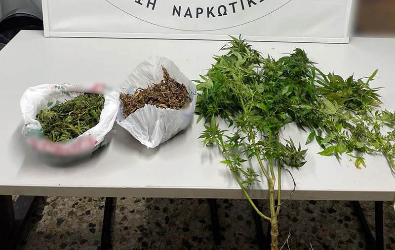  Καβάλα: Σύλληψη για καλλιέργεια και κατοχή ναρκωτικών – Κατασχέθηκαν 2 φυτά και 313 γραμμάρια ακατέργαστης κάνναβης