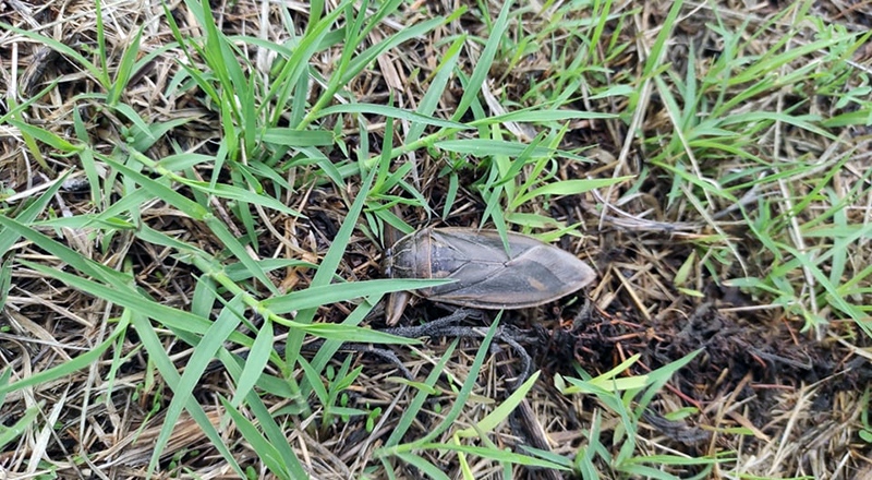  Λιθόκερος: Το δηλητηριώδες γιγαντιαίο έντομο εντοπίστηκε κοντά στη Νέα Καρβάλη (φωτογραφίες)