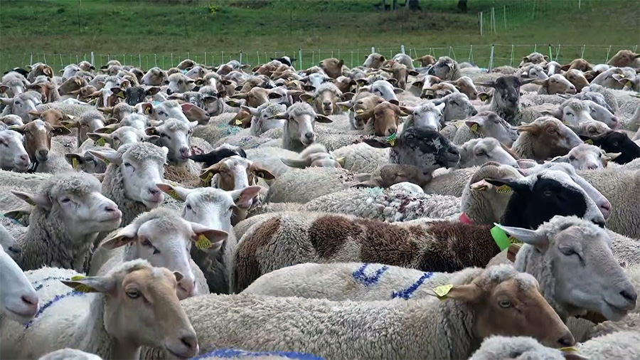  Βουλευτές ΣΥΡΙΖΑ ΑΜΘ: «Να αρθεί η αδικία εις βάρος των κτηνοτρόφων»
