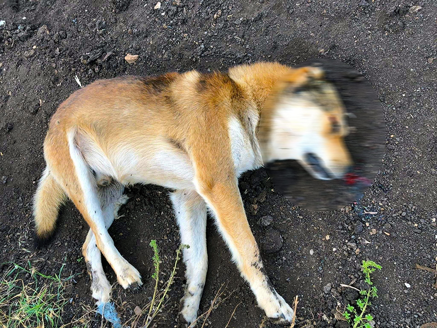 Δηλητηρίασαν 12 σκυλιά στην περιοχή της Λεκάνης (φωτογραφίες)