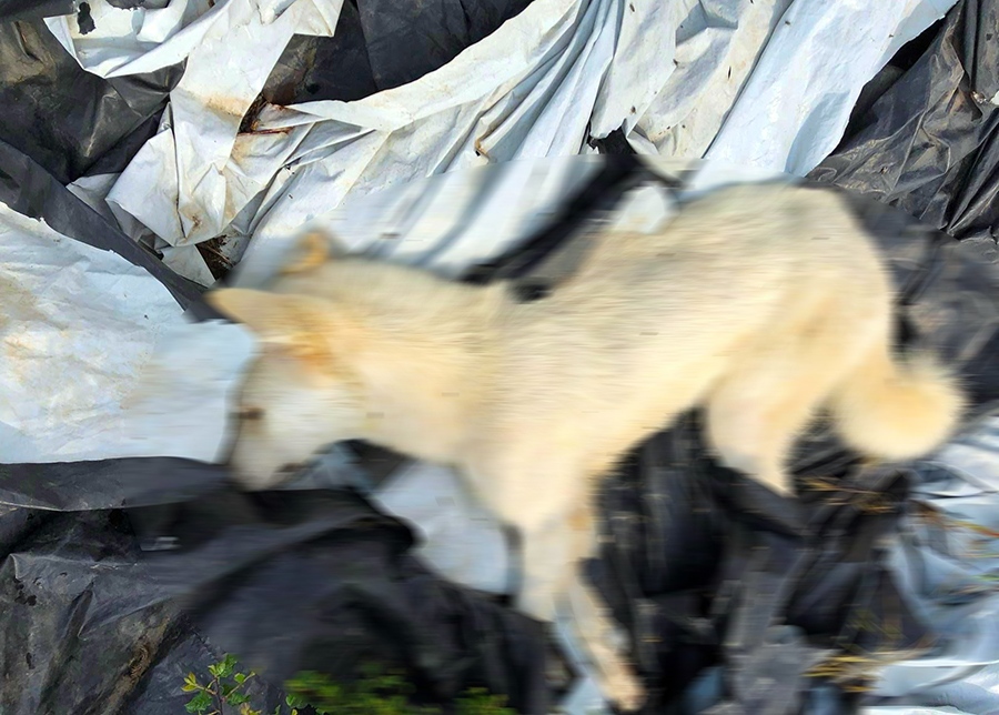  Καβάλα: Έρευνες για τον εντοπισμό των δραστών που θανάτωσαν τα 12 σκυλιά στη Λεκάνη