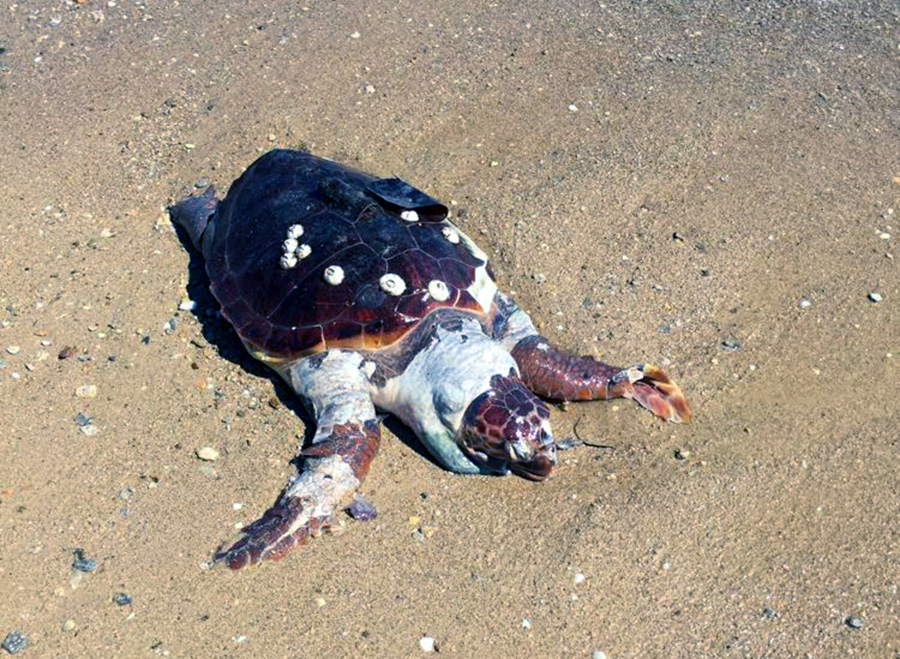  Νεκρή θαλάσσια χελώνα στην παραλία της Ρέμβης