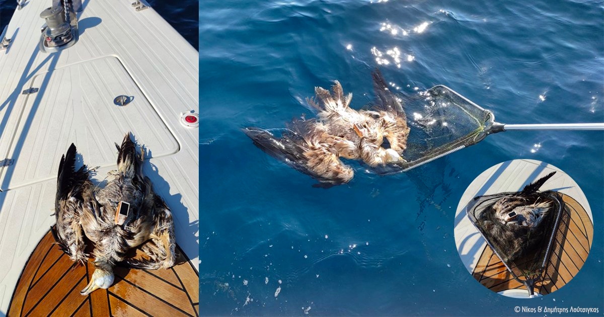  Βρέθηκε το σπάνιο πουλί που είχε πέσει στη θάλασσα ανοιχτά της Θάσου