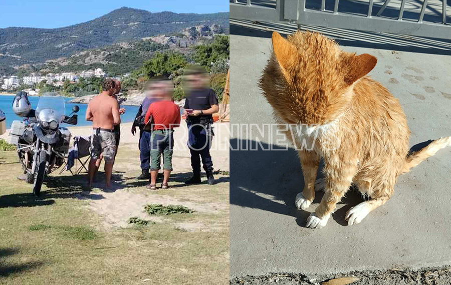  Καβάλα: Καταγγελία κακοποίησης γάτας στην παραλία Γλάστρες (φωτογραφίες)