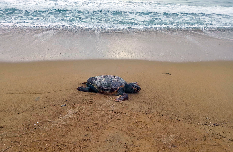  Νεκρή θαλάσσια χελώνα στην παραλία της Καλαμίτσας (φωτογραφίες)