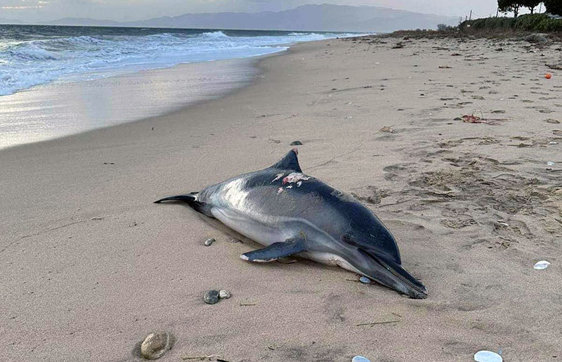  Νεκρό δελφίνι στην παραλία Οφρυνίου