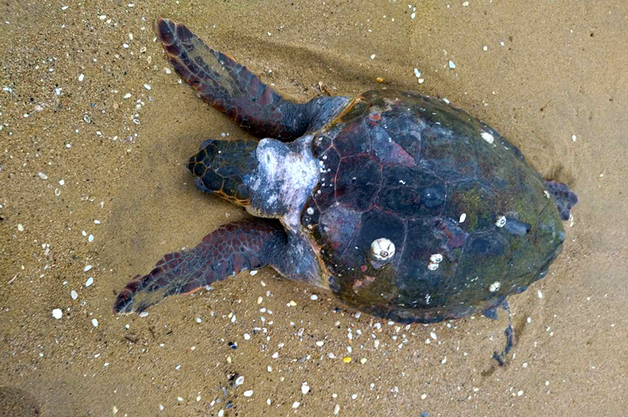  Νεκρή θαλάσσια χελώνα στο Περιγιάλι