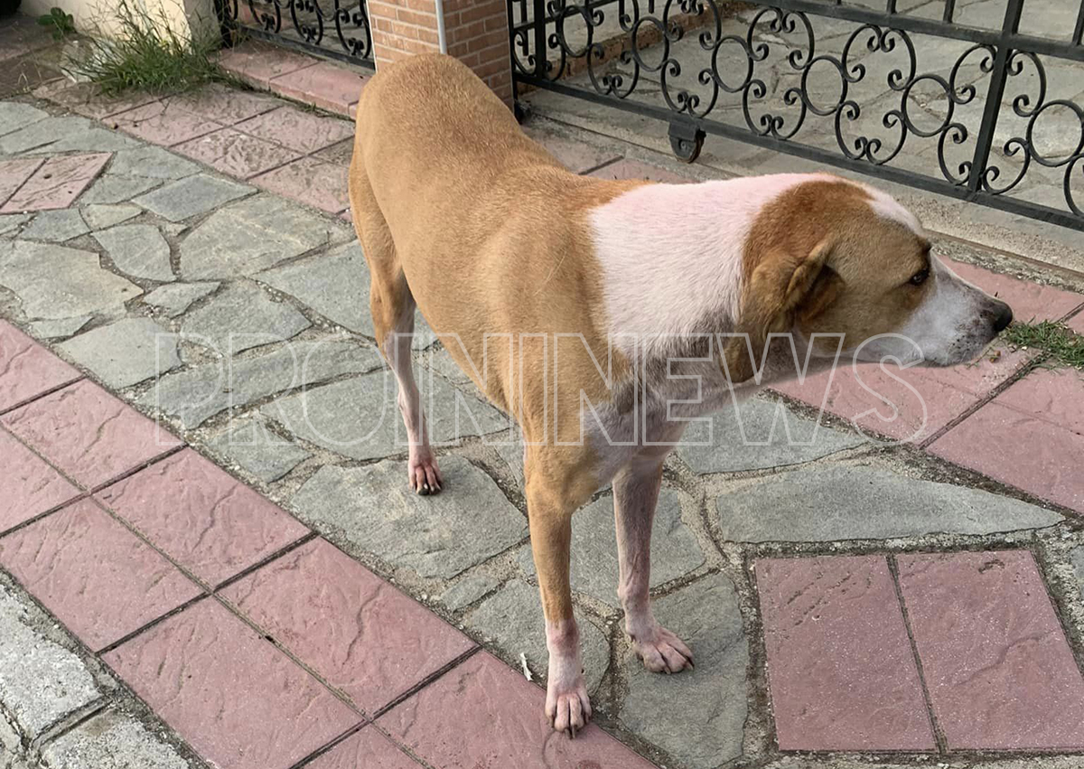  Έβαψαν ροζ αδέσποτη σκυλίτσα της Περάμου! (φωτογραφίες)