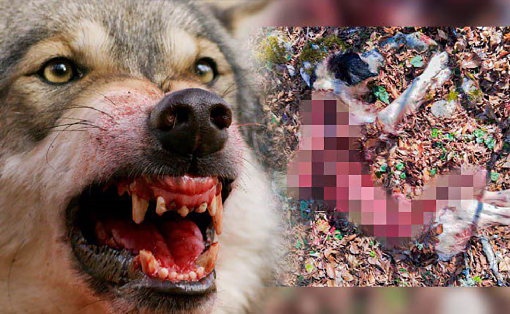  Άλλες δυο φονικές επιθέσεις από λύκους σε σκύλους σε Ξάνθη και Καβάλα