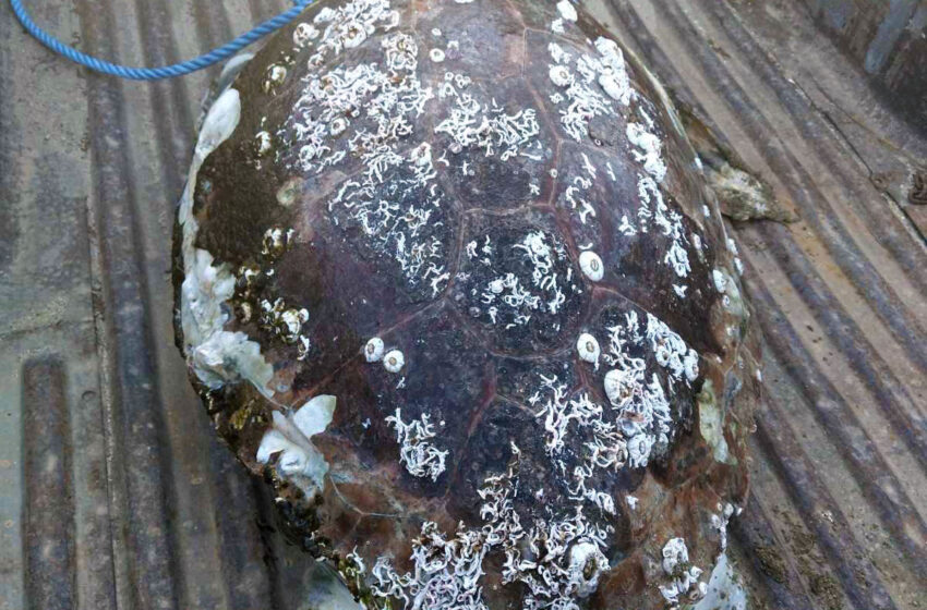  Νεκρή θαλάσσια χελώνα στην Κεραμωτή