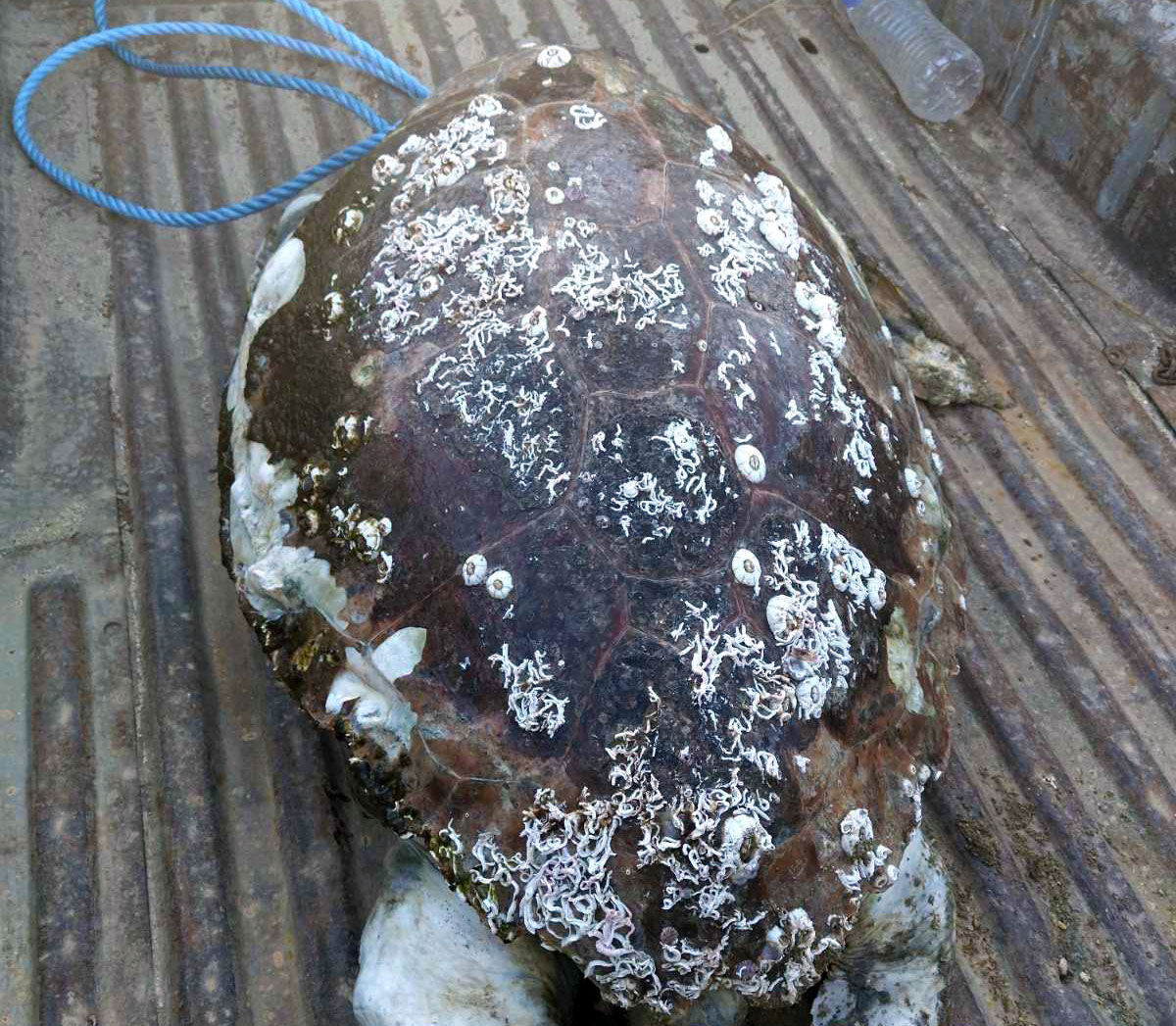  Νεκρή θαλάσσια χελώνα στην Κεραμωτή